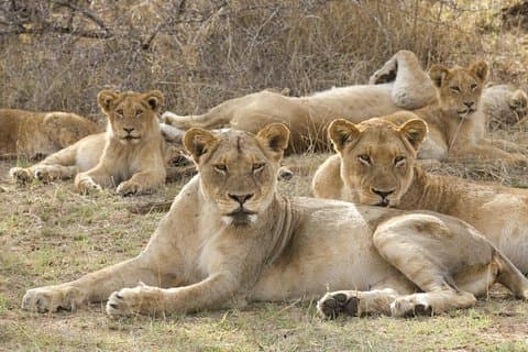 Big 5 Safari-Erlebnis im Pilanesberg National Park