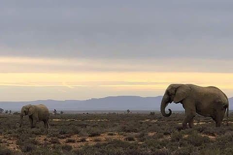Cape Town Safari Transfers
