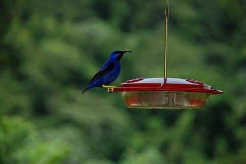 Bird watching and waterfall adventure on the caribbean coast