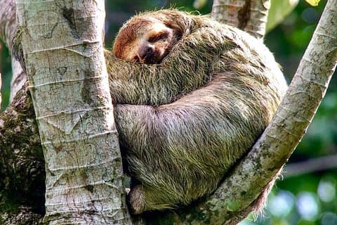 Après-midi, expérience de la faune dans le parc national Manuel Antonio