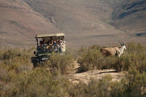 Excursion à terre au Cap : réserve de gibier Big Five au départ du Cap