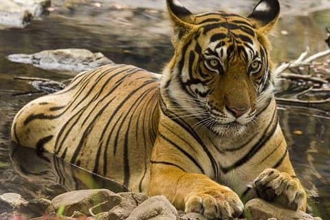 Ranthambore Tiger Safari & Taj Mahal Tour Jaipur naar Delhi 4 dagen