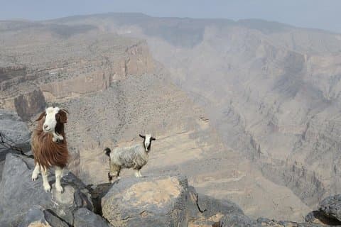 Tour de Jabal Shams (Gran Cañón)