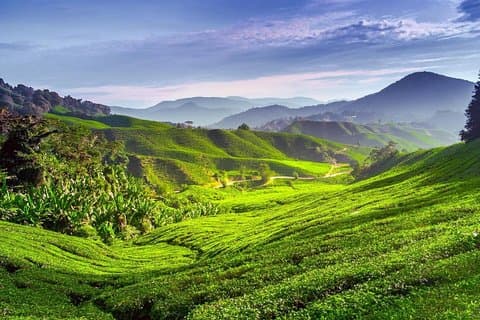 Cameron Highlands dagstur