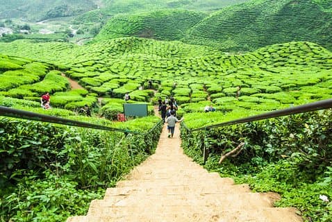 Private: Cameron Highlands 2 days 1 night Trip