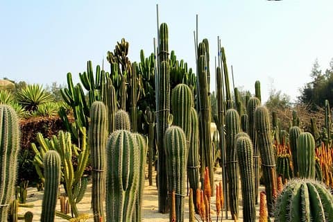Flexibele Xiamen Private Half Day Tour om de botanische tuin van Xiamen te ervaren