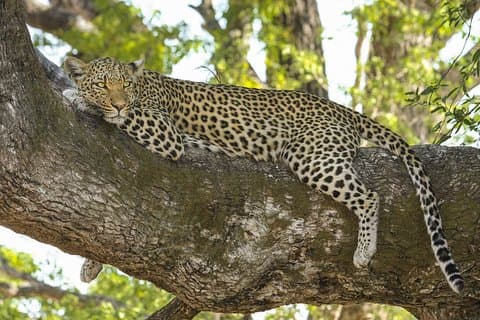 Safari privato di 7 ore al parco nazionale Yala di Yala La Safari Tours