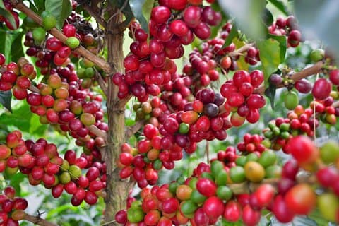 Koffietour in het Finca del Café