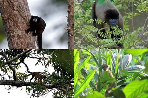 Pacaya Samiria 3Days/2nights - Amazon Wonder Expeditions