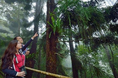 Kinabalu Park Tour med Poring Hot Springs Fra Kota Kinabalu