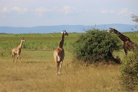 Discover the Beauty of Rwanda in 12Days