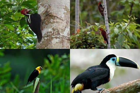 Pacaya Samiria 4Days 3Nights - Amazon Wonder Expeditions
