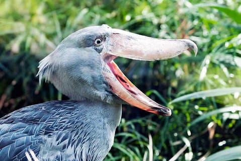 Fuglekigger Zambia