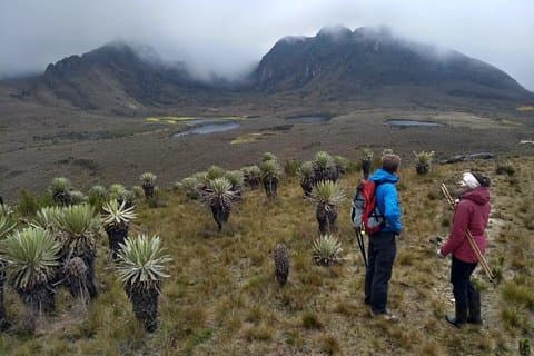 Sumapaz Mountaintop Páramo Trek - 3 hours