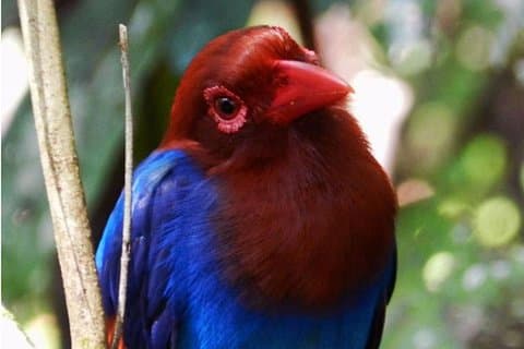 Gå Birding med eksperter -1 dages guidet tur til Sinharaja Rain Forest