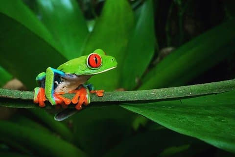 La Fortuna Rane e rettili Tour notturno della fauna selvatica 2 ore