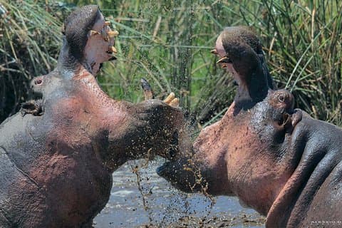 Safari en groupe de 7 jours dans les principaux parcs de Tanzanie