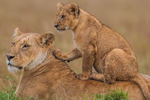 4 Tage Maasai Mara-Nakuru Mid-Range