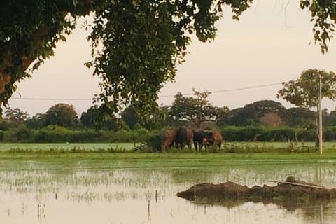 09 jours à la découverte du Sri Lanka