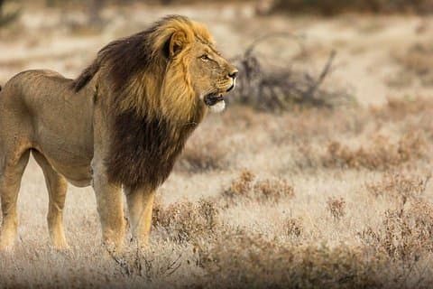 Die beste 1-tägige Selous-Safari ab Sansibar