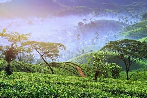 3 Days Nature and Chill Tour of Ella, Nuwara Eliya and Haputale