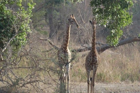 Safari til Fathala, Senegal