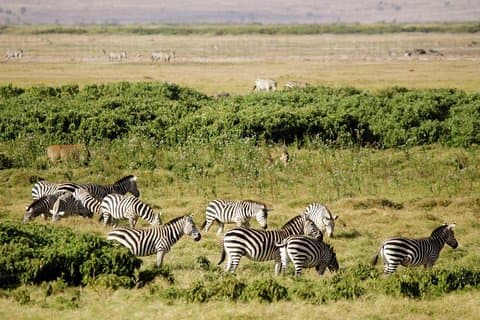 12 dages bryllupsrejsafari i Kenya