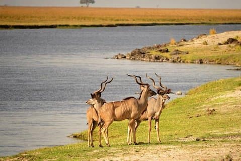 Chobe-dagtrip vanuit Victoria Falls