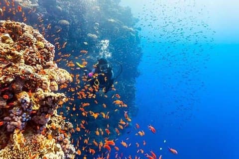 Ras Mohamed Snorkling med buss i Sharm El Sheikh