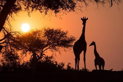 Twilight Game Safari Trip mit dem offenen Auto in Victoria Falls