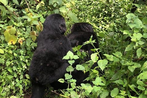 14 Day Pearl of Africa Uganda Classic Wildlife Safari