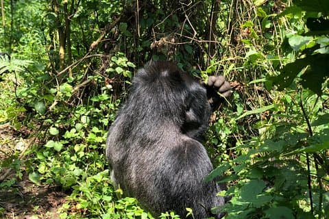 4-tägige Uganda Gorilla Trekking Safari mit dem Lake Bunyonyi