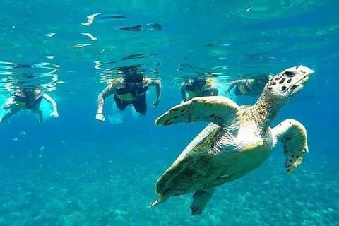 Snorkletur på Gili-øyene Hent fra Lombok eller Gili