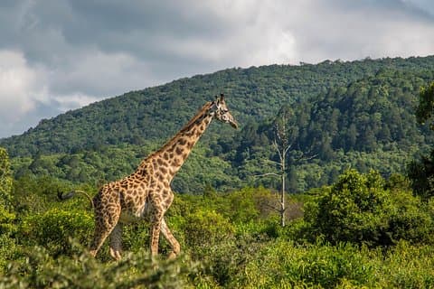 Una gita di un giorno nel parco nazionale di Arusha dalla città di Arusha