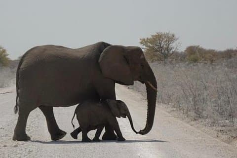 ETOSHA PARK SAFARI med lokale guider i 9-personers 4x4