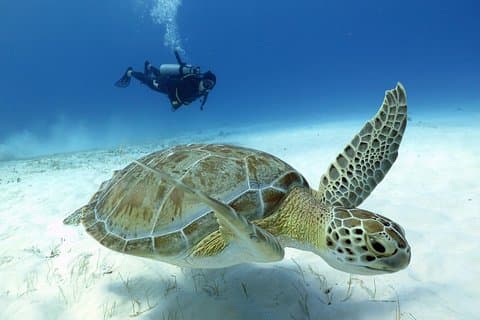 2 - Plongées en citerne le matin ou l'après-midi à Playa del Carmen Certifié Plongeurs Seulement
