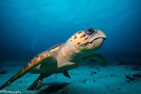 Cozumel Express 2-Tank Dives de Playa del Carmen / Uniquement pour les plongeurs certifiés