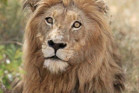 Kruger Lion Expedition mit dem kleinen Löwenmann Steve Kelly