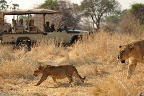 5 dagen 4 nachten in het nationale park Ruaha en Udzungwa Mountain