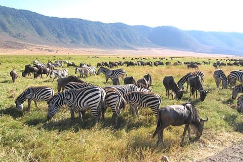 Serengeti Tour - 7 dagen / 6 nachten (4 sterrenaccommodaties)
