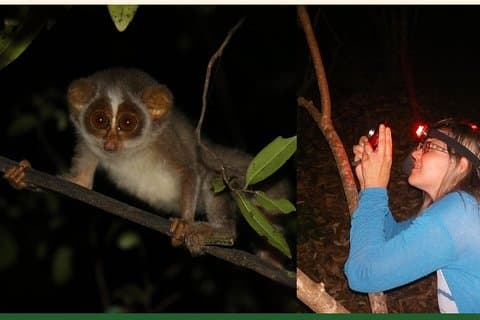 Escursione notturna per vedere lo sfuggente e raro Loris a Sigiriya