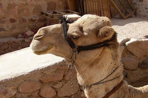 Hurghada: Sunrise Quad Bike Adventure en Camel Ride