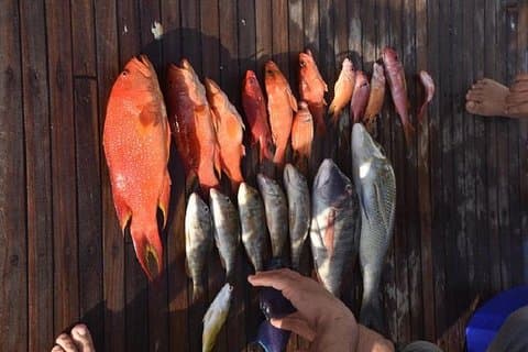 Matinée de pêche privée - Hurghada