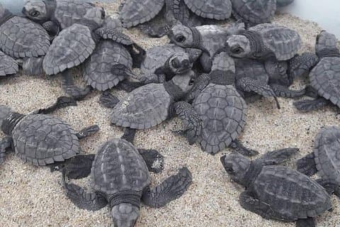 Baby Turtle Release