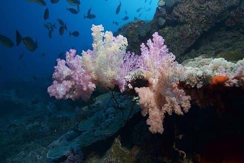 Pacchetto 6 immersioni presso Ras Mohamed e Stretto di Tiran