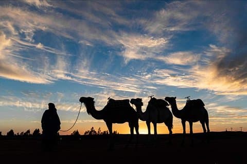 Paseo en camello en Agadir + puesta de sol y cena (barbacoa)