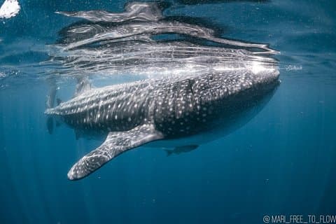 Aventura de natación con tiburón ballena desde Cancún y Riviera Maya - Temporada Junio/Septiembre