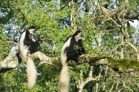 Dagstur till Arusha National Park