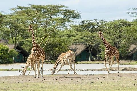 2 dage 1 nat Ol Pajeta Conservancy Tour