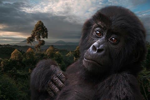 ウガンダのブウィンディ・インペンテトラブル国立公園での3日間のゴリラ追跡